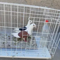 کبوتر