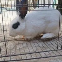 خرگوش خونگی|موش و خرگوش|شهرضا, |دیوار