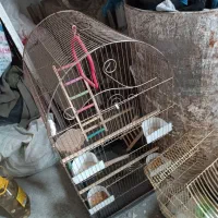 قفس عروس هلندی تکمیل وقفس قناری|لوازم جانبی حیوانات|اشتهارد, |دیوار