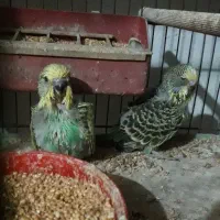 مرغ عشق انگلیسی مولد گریدآ a با جوجه سرلاکی خونگی