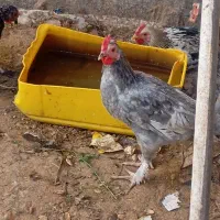 فروش خروس نژاد دارشهربابک|حیوانات مزرعه|شهر بابک, |دیوار