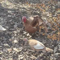 بوقلمون|حیوانات مزرعه|سنندج, |دیوار