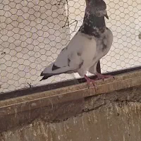 سه عدد کفتر