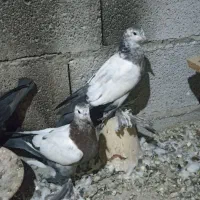 11عدد کبوتر
