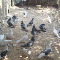 کبوتر دوکت بوشهری و سفید بوشهری