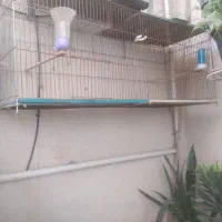 قفس و جوجه پران یک متری تاشو