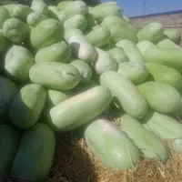 هندوانه دشت مغان سفید