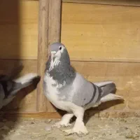 سلام نر دمگیر روزگاری