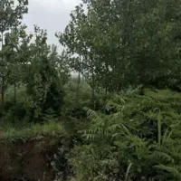 ۳۰۰ متر زمین در هادی کیا شهر کلاچای
