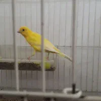 قناری نر و ماده|پرنده|شیروان (خراسان), |دیوار