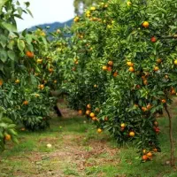 باغ نارنگی و پرتقال سه هکتاری