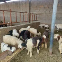 امیدیه کمپ عربا
