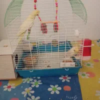 یک جفت عروس هلندی گل باقالی