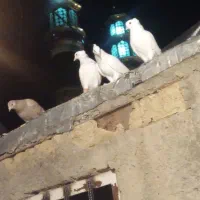 پرنده|پرنده|محمدیه-قزوین, |دیوار