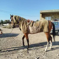 اسب ترکمن کورسی|اسب و تجهیزات اسبسواری|گنبد کاووس, |دیوار