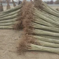 نهالستان صنوبر در نهالستان گردو و بادام دیرگل|خدمات باغبانی و درختکاری|بروجن, |دیوار