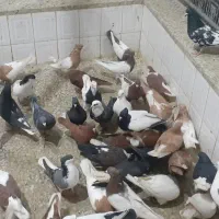 کبوتر رسیدنر افشون شیخی