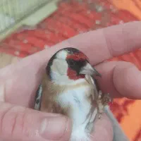 سهره نر و ماده