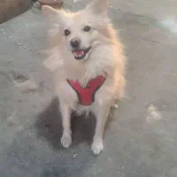 حیوان خانگی