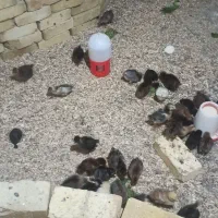 فروش جوجه گلپایگانی