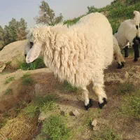 بره نر