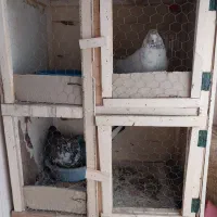 کفتر قفس جفتکن