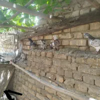 کبوتر|پرنده|خوانسار, |دیوار