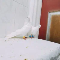 کبوتر نقره ای نر و ماده کله پفکی نوک ریز