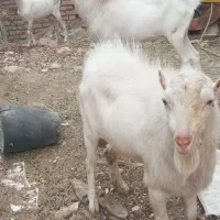 فروش بز نر سانن