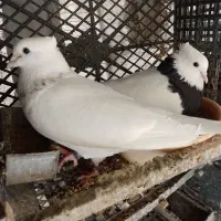 کبوتر طوقی