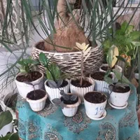 سانسوریا،لیندا،سیکاس،لیراتا،زاموفیلیا ابلغ|گل و گیاه طبیعی|اصفهان, خرم|دیوار