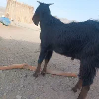 بز نر چاق|حیوانات مزرعه|میرجاوه, |دیوار