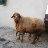 میش نر وگوسفند