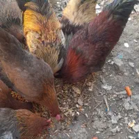 خروس|حیوانات مزرعه|نهاوند, |دیوار