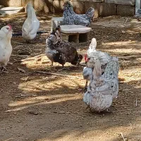 مرغ و خروس پاکر(پاکوتاه)فقط تخم نطفه دار موجود هست|حیوانات مزرعه|چغادک, |دیوار