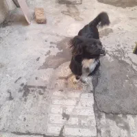 سگ اشپیتز|سگ|کرج, حصارک پایین|دیوار