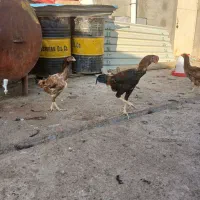 فروش خروس و مرغ|حیوانات مزرعه|شاهین دژ, |دیوار