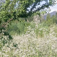 فروش یک خط تلفن ثابت با پیش شماره قدیمی