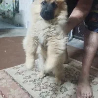 سگ پامرین نر4ماه