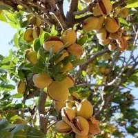 فروش نهال بادام زودبازده و پربار|خدمات باغبانی و درختکاری|اسدآباد, |دیوار