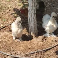 مرغ تخم گذار پنبه ای 1.5 ساله