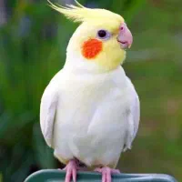 گمشده