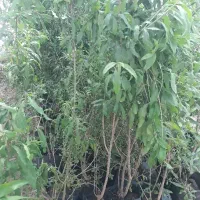 فروش نهال انار ساوه دانه قرمز