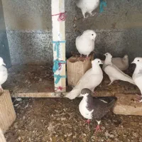 چند عدد کفتر