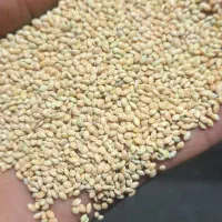 ارزن بیرجندی