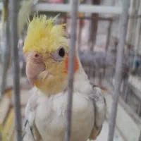 فروش پرنده|پرنده|نوشهر, |دیوار