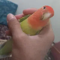 کوتوله|پرنده|طبس, |دیوار