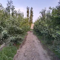 باغ-میوه-ده-کاشت-مهندسی-دقیق-تعداد-150درخت