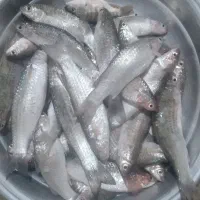 بیاح تازه