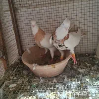 کبوتر نرو ماده طوقی خوشرنگ کرباتی کاشونی|پرنده|فولادشهر, فولادشهر|دیوار
